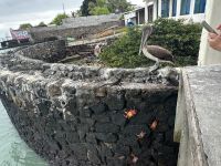 Galapagos - Santa Cruz - am Frühstücksrestaurant Hotel Solymar