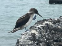 Galapagos - Santa Cruz - am Frühstücksrestaurant Hotel Solymar