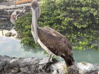 Galapagos - Santa Cruz - am Frühstücksrestaurant Hotel Solymar