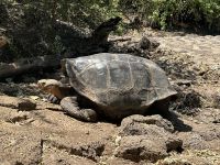 Charles-Darwin-Forschungsstation