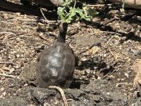 Charles-Darwin-Forschungsstation - fressende Schildkröte