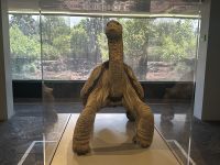 Charles-Darwin-Forschungsstation - der einsame George