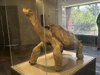 Charles-Darwin-Forschungsstation - der einsame George