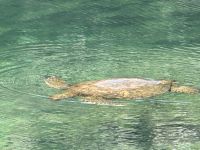 Galapagos - Isabela - Schnappschildkröte