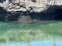 Galapagos - Isabela - Schnappschildkröte