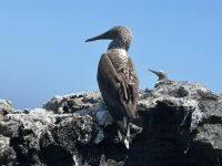 Galapagos  - Insel Isabela - Los Tuneles
