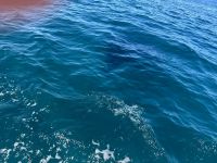 Galapagos  - Insel Isabela - Los Tuneles - Manta