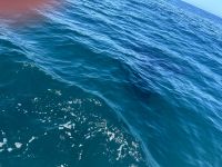 Galapagos  - Insel Isabela - Los Tuneles - Manta