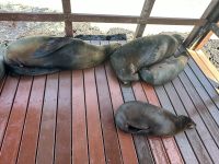 Galapagos - Isabela - Seelöwen am Hafen