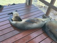 Galapagos - Isabela - Seelöwen am Hafen