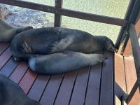 Galapagos - Isabela - Seelöwen am Hafen
