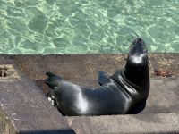 Galapagos - Isabela - Seelöwen am Hafen