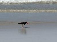 Galapagos - Isabela - Austernfischer