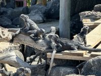 Galapagos - Isabela - Meerechsen