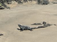 Galapagos - Isabela - Meerechsen