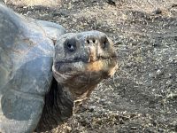 Galapagos - Landschildkröte