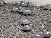 Galapagos - Landschildkröten