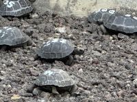 Galapagos - Landschildkröten