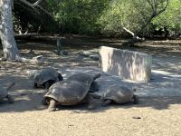 Galapagos - Landschildkröten
