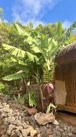 Bananen, Puna Pau, Osterinseln  &ndash; &copy; Mareike Schmidt (Eberhardt TRAVEL)
