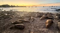 Sonnenuntergang und Seelöwen, San Cristobal &ndash; &copy; Mareike Schmidt (Eberhardt TRAVEL)