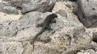 Meerechsen, Insel Lobos  &ndash; &copy; Mareike Schmidt (Eberhardt TRAVEL)