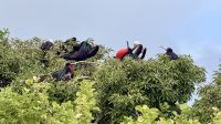 Fregattvogel, Insel Lobos  &ndash; &copy; Mareike Schmidt (Eberhardt TRAVEL)