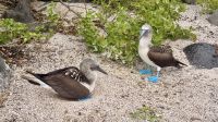 Blaufußtölpel, Insel Lobos  &ndash; &copy; Mareike Schmidt (Eberhardt TRAVEL)