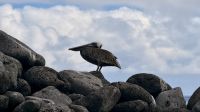 Pelikan, Insel Lobos  &ndash; &copy; Mareike Schmidt (Eberhardt TRAVEL)