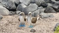 Blaufußtölpel, Insel Lobos  &ndash; &copy; Mareike Schmidt (Eberhardt TRAVEL)