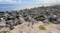 Blaufußtölpel, Insel Lobos  &ndash; &copy; Mareike Schmidt (Eberhardt TRAVEL)