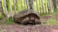 Riesenschildkröte, Lavatunnel, Santa Cruz  &ndash; &copy; Mareike Schmidt (Eberhardt TRAVEL)