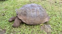 Schildkrötenfarm Rancho Primicias, Santa Cruz &ndash; &copy; Mareike Schmidt (Eberhardt TRAVEL)