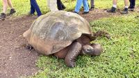 Schildkrötenfarm Rancho Primicias, Santa Cruz &ndash; &copy; Mareike Schmidt (Eberhardt TRAVEL)