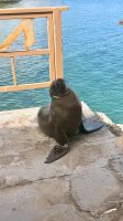 Seelöwe am Hafen  &ndash; &copy; Mareike Schmidt (Eberhardt TRAVEL)