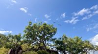 Insel Nord Seymour  &ndash; &copy; Mareike Schmidt (Eberhardt TRAVEL)