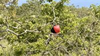 Fregattvogel, Insel Nord Seymour  &ndash; &copy; Mareike Schmidt (Eberhardt TRAVEL)