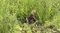Galapagos-Landleguan, Insel Nord Seymour  &ndash; &copy; Mareike Schmidt (Eberhardt TRAVEL)