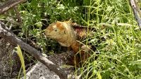 Galapagos-Landleguan, Insel Nord Seymour  &ndash; &copy; Mareike Schmidt (Eberhardt TRAVEL)