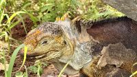 Galapagos-Landleguan, Insel Nord Seymour  &ndash; &copy; Mareike Schmidt (Eberhardt TRAVEL)