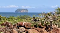 Fregattvogel, Insel Nord Seymour  &ndash; &copy; Mareike Schmidt (Eberhardt TRAVEL)