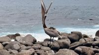 Pelikan, Insel Nord Seymour  &ndash; &copy; Mareike Schmidt (Eberhardt TRAVEL)
