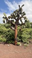 Kaktus Baum, Charles Darwin Station, Santa Cruz &ndash; &copy; Mareike Schmidt (Eberhardt TRAVEL)