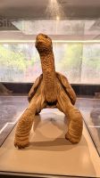 Lonesome George, Charles Darwin Station, Santa Cruz &ndash; &copy; Mareike Schmidt (Eberhardt TRAVEL)