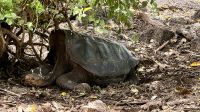 Galapagos-Riesenschildkröte, Charles Darwin Station, Santa Cruz &ndash; &copy; Mareike Schmidt (Eberhardt TRAVEL)