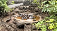 Schwimmunterricht, Galapagos-Riesenschildkröte, Charles Darwin Station, Santa Cruz &ndash; &copy; Mareike Schmidt (Eberhardt TRAVEL)