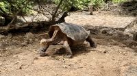 Galapagos-Riesenschildkröte, Charles Darwin Station, Santa Cruz &ndash; &copy; Mareike Schmidt (Eberhardt TRAVEL)
