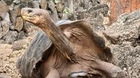 Galapagos-Riesenschildkröte, Charles Darwin Station, Santa Cruz &ndash; &copy; Mareike Schmidt (Eberhardt TRAVEL)