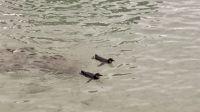 Galapagos-Pinguin im Hafen in Isabela &ndash; &copy; Mareike Schmidt (Eberhardt TRAVEL)