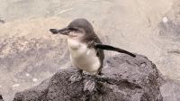 Galapagos-Pinguin im Hafen in Isabela &ndash; &copy; Mareike Schmidt (Eberhardt TRAVEL)